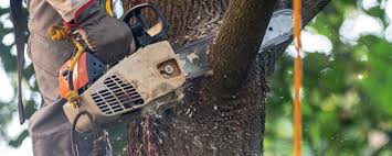 Professional  Tree Services in Spry, PA