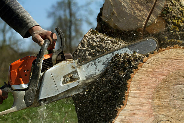 How Our Tree Care Process Works  in  Spry, PA